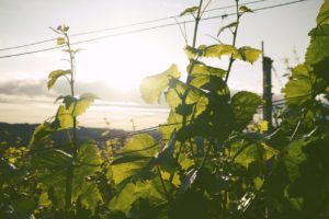 Natural protection for vineyards