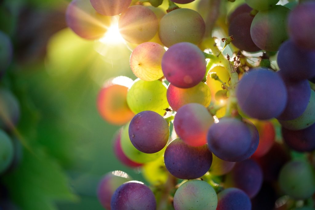 Scientists create ‘supergrapes’ to combat fungal attack on vineyards