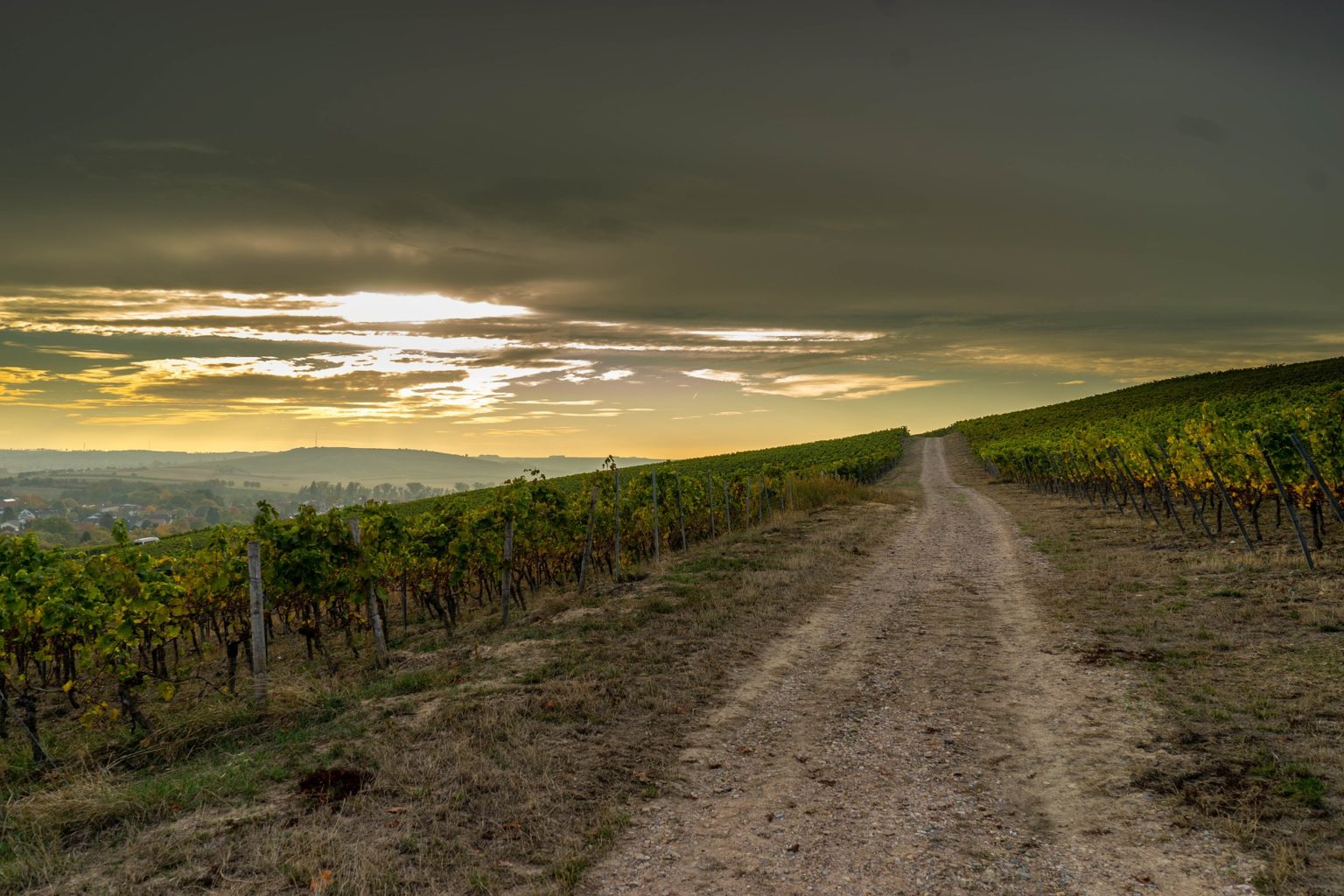 How will climate change affect the wine industry? Ideal Wine Company