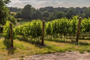 Ideal Wine Company - best English wines (1)