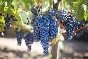 ideal wine company - unusual grape varieties