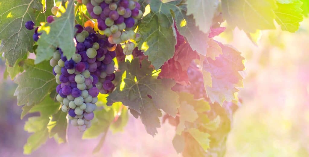 ideal wine company - grapevine