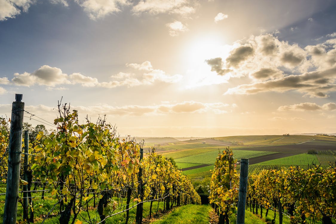 Chilford shop hall vineyard