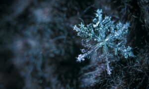 snowflake on black background, winter vineyards