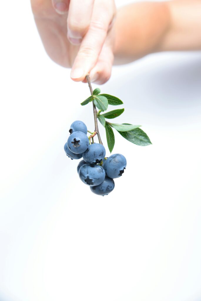blueberry wine holding blueberrys