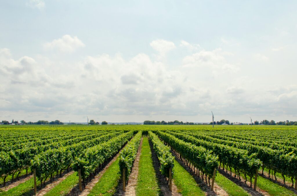 Green Vineyards