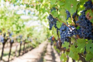 Fine Wines, Grapes on a tree